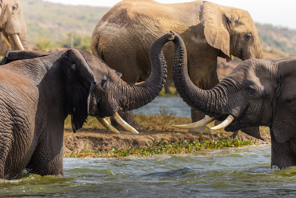 4 Days Bwindi and Queen Elizabeth safari