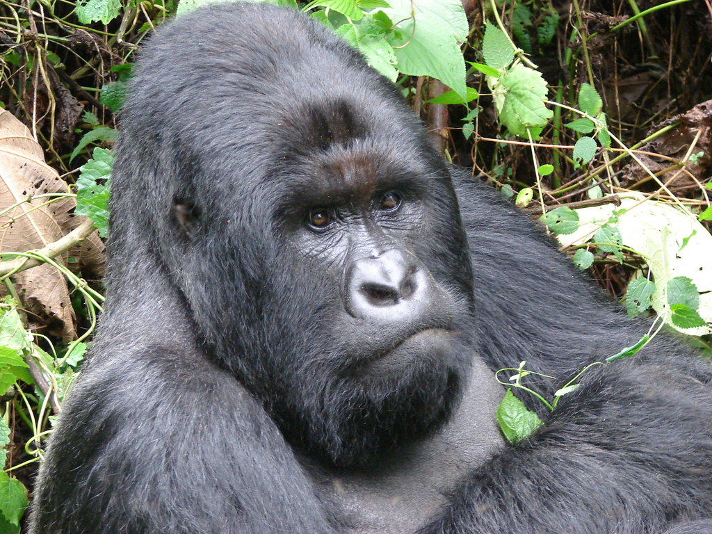 4 Days Bwindi and Queen Elizabeth safari