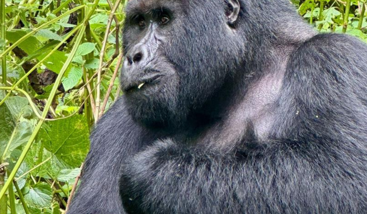 UWA Introduces Low Season Permits - Affordable Car rental Uganda for gorilla safaris