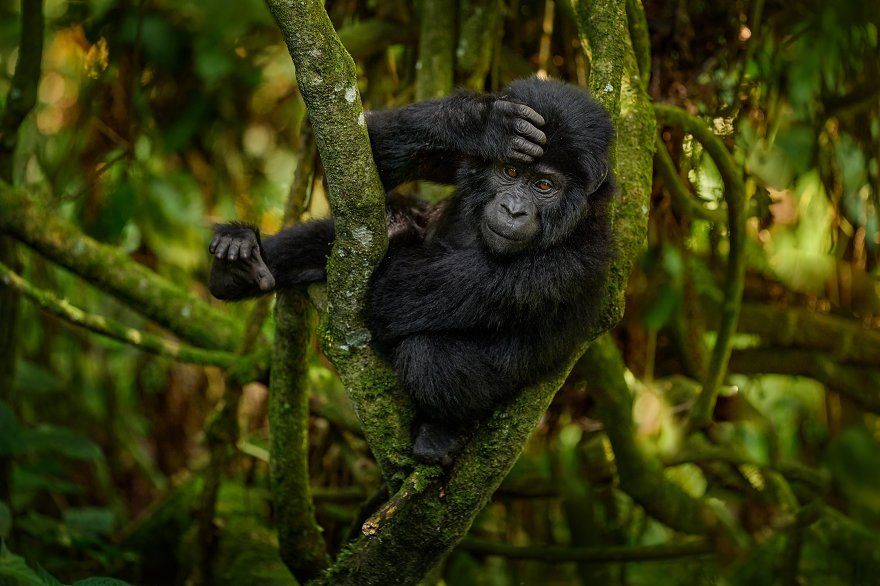 All inclusive 3 day gorilla trekking in Bwindi safari